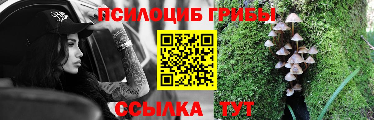 Псилоцибиновые грибы Cubensis  закладка  Псилоцибиновые грибы GOLDEN TEACHER  Краснознаменск  Вход с VPN 